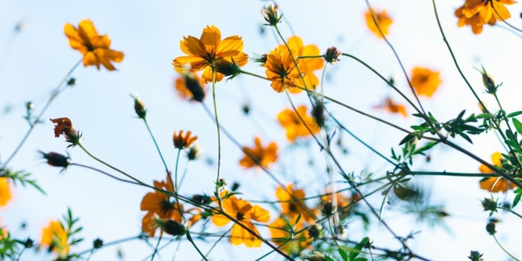 Bloemen